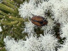 Trichostetha capensis