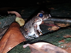 Leptodactylus myersi