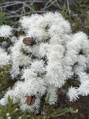 Trichostetha capensis