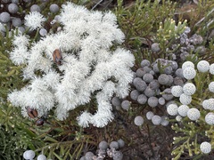 Trichostetha capensis