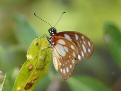 Graphium leonidas leonidas
