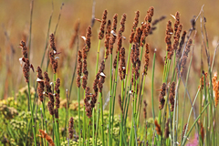 Elegia tectorum