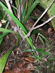Encyclia granitica