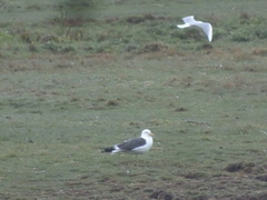 Chroicocephalus ridibundus