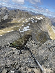 Nestor notabilis