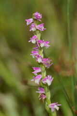 Spiranthes australis
