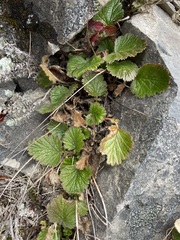 Geum cockaynei