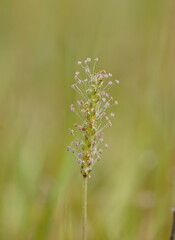 Plantago coronopus