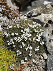 Veronica pulvinaris