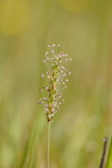 Plantago coronopus