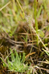Plantago coronopus