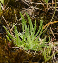 Plantago coronopus