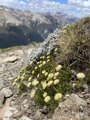 Leptinella pyrethrifolia