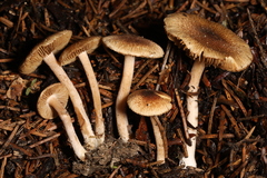 Inocybe flocculosa