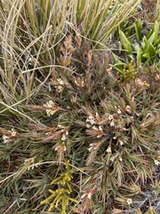 Dracophyllum