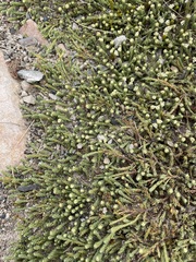 Kelleria dieffenbachii
