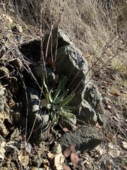 Dudleya abramsii setchellii