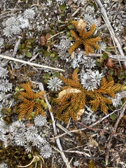 Austrolycopodium fastigiatum