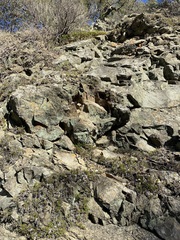 Dudleya abramsii setchellii
