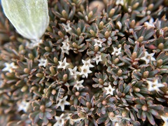 Montitega dealbata