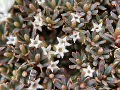 Montitega dealbata