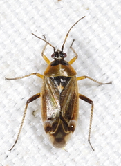 Harpocera thoracica
