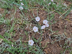 Convolvulus ammannii