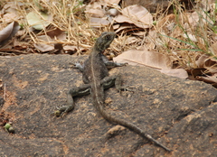 Sauria