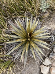 Celmisia armstrongii