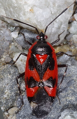 Deraeocoris trifasciatus