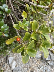 Coprosma serrulata