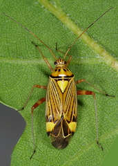 Rhabdomiris striatellus