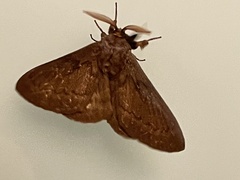 Phyllalia