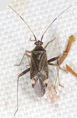 Closterotomus fulvomaculatus