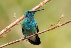 Colibri serrirostris