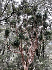 Dracophyllum traversii