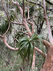 Dracophyllum traversii