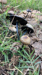 Panaeolus cyanescens