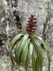 Dracophyllum traversii