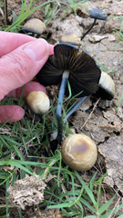 Panaeolus cyanescens