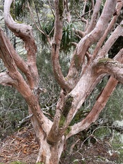 Dracophyllum traversii
