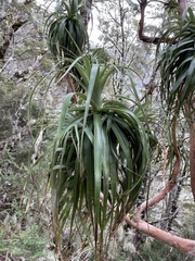 Dracophyllum traversii