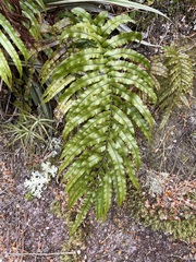Blechnum montanum