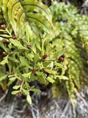 Phyllocladus alpinus