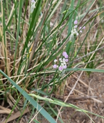 Allium anisopodium