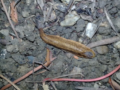 Testacella riedeli
