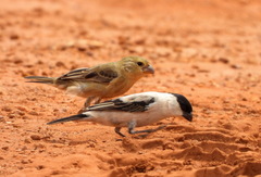 Sporophila pileata
