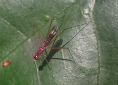 Eurybatinae