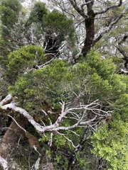 Halocarpus biformis