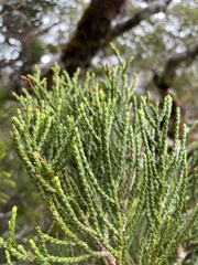 Halocarpus biformis